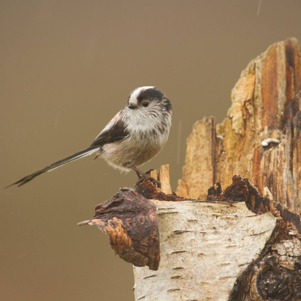 Long tailed tit